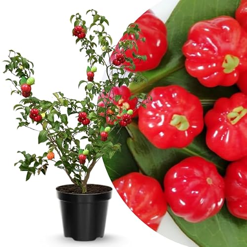 Surinam Cherry Tree Live Plant, Hardy Fruit Tree, 2-3 Ft Tall, 1 Gallon Pot