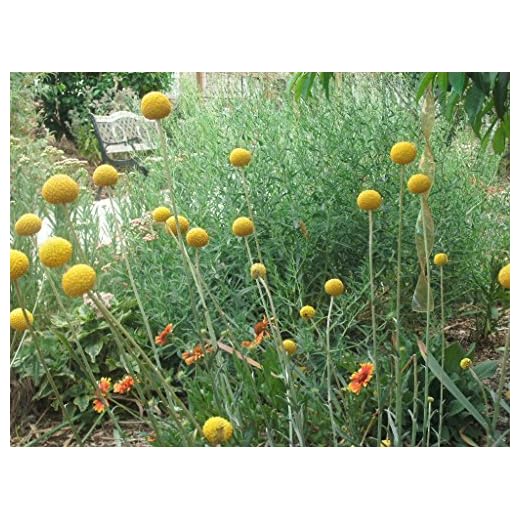 3 Craspedia Billy Button Starter Plants