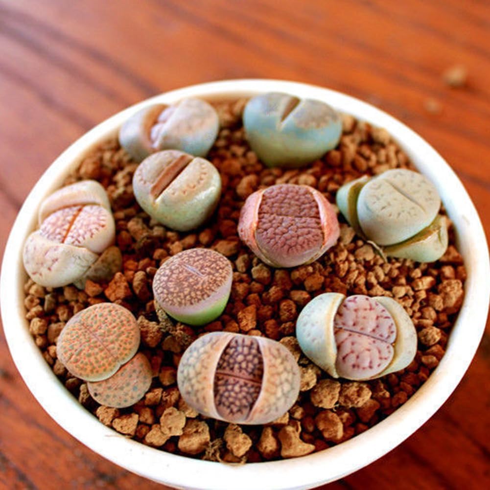 Generic Semillas de Lithops, 100 piezas Rare Mix Semillas de Lithops Piedras vivas Suculentas Cactus Semillas saludables a granel
