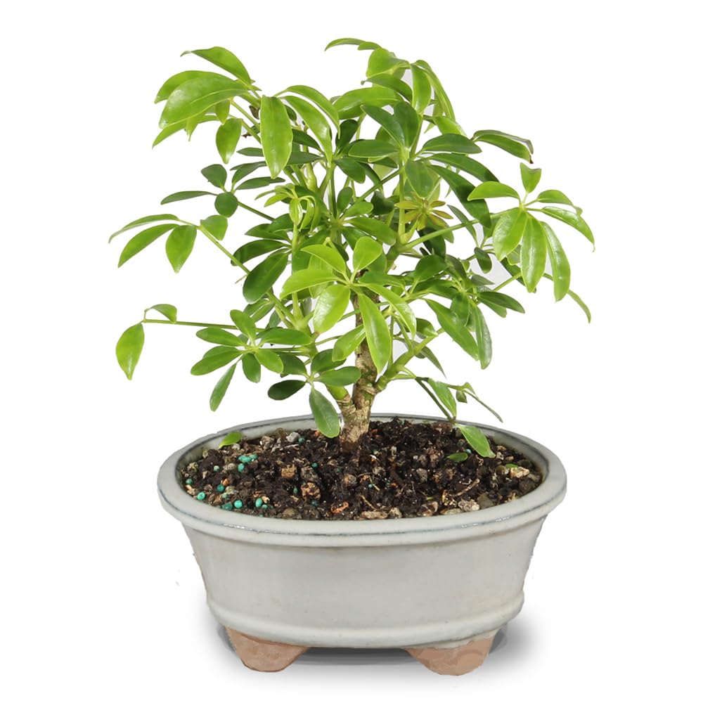Brussel's Hawaiian Umbrella Bonsai Tree