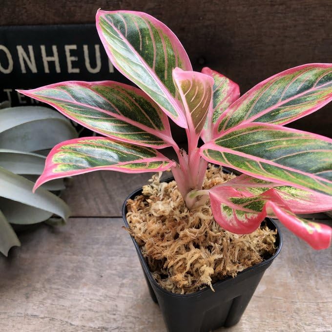 Amazon｜アグラオネマ ロータス デライト「Aglaonema Lotus Delight