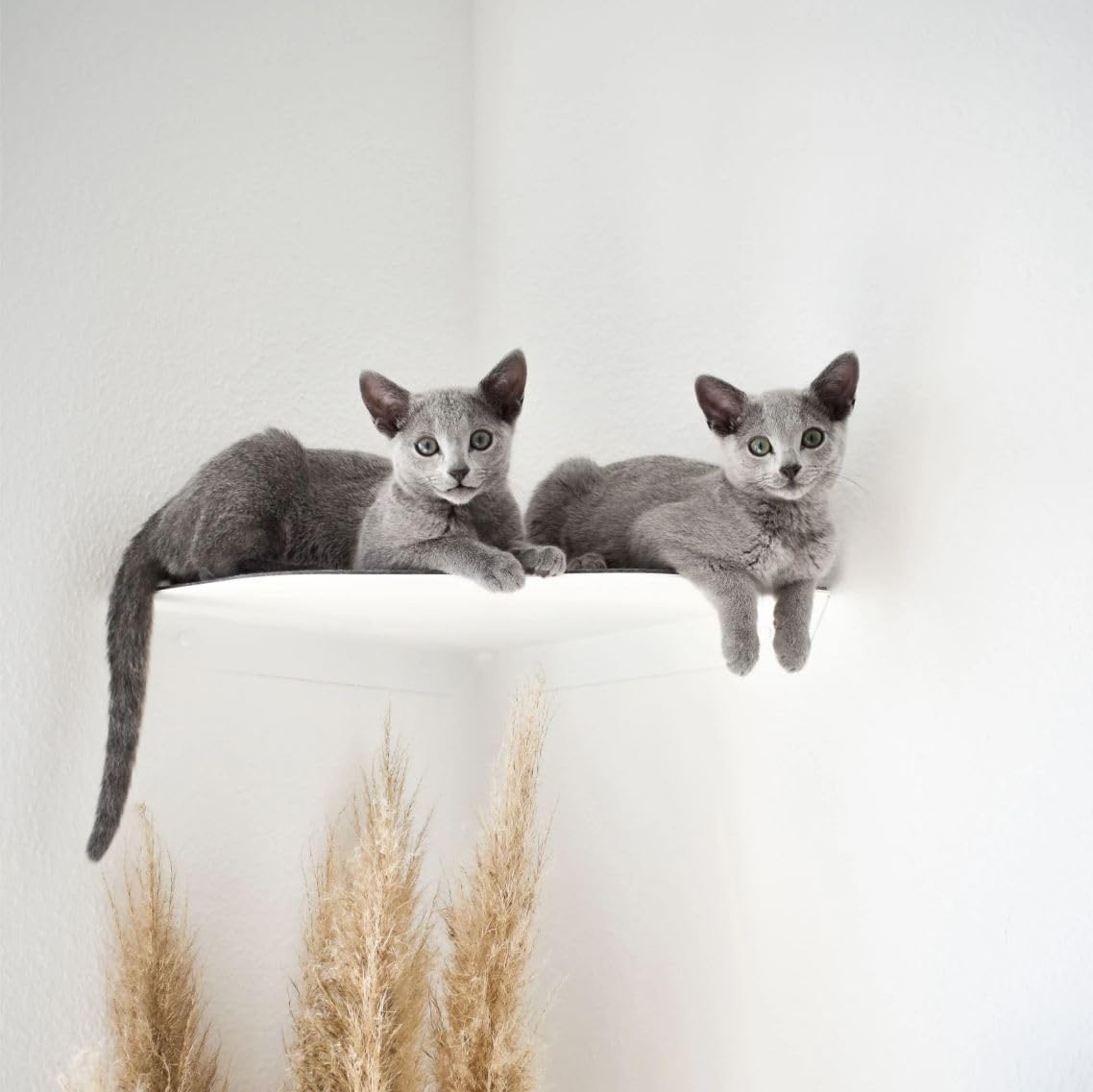 ChapoNero - Tumbona para gatos y escaleras de escalada con revestimiento de fieltro para techos de pared, tumbona de pared para gatos, manta de pared para gatos, para pared de escalada, estantería