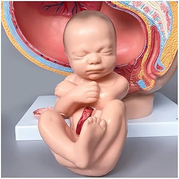 Amazon.co.jp: 胎児付き骨盤モデル - 実物大の人間の妊娠骨盤