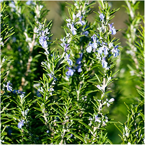 Seed Needs, Rosemary Culinary Herb (Rosemarinus officinalis) Twin Pack of 100 Seeds Each Non-GMO