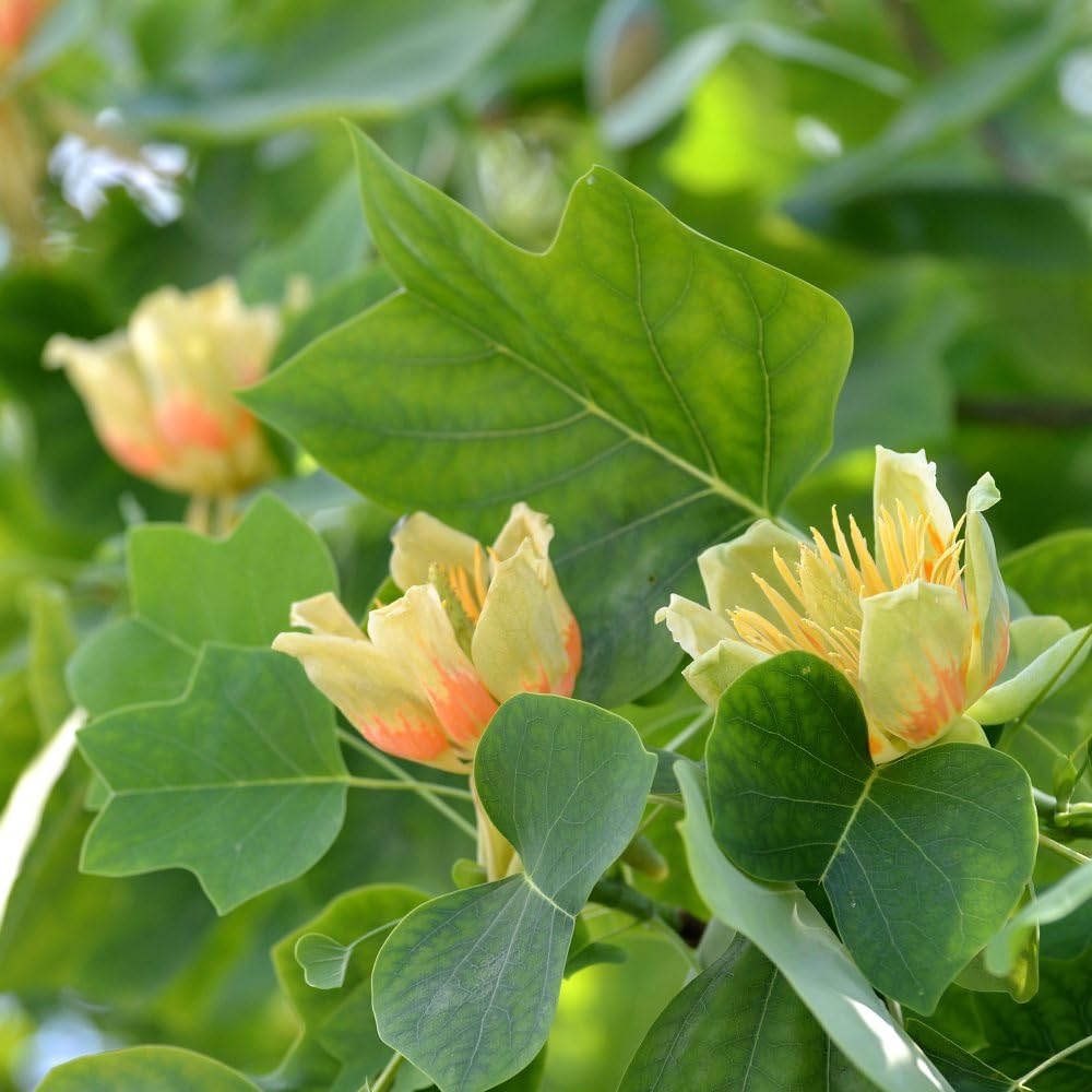 Liriodendron Tulipifera Garden Plant Hardy Tree Garden Plants Easy to Grow Your Own 2X 9cm Potted Plant by Thompson and Morgan (2)