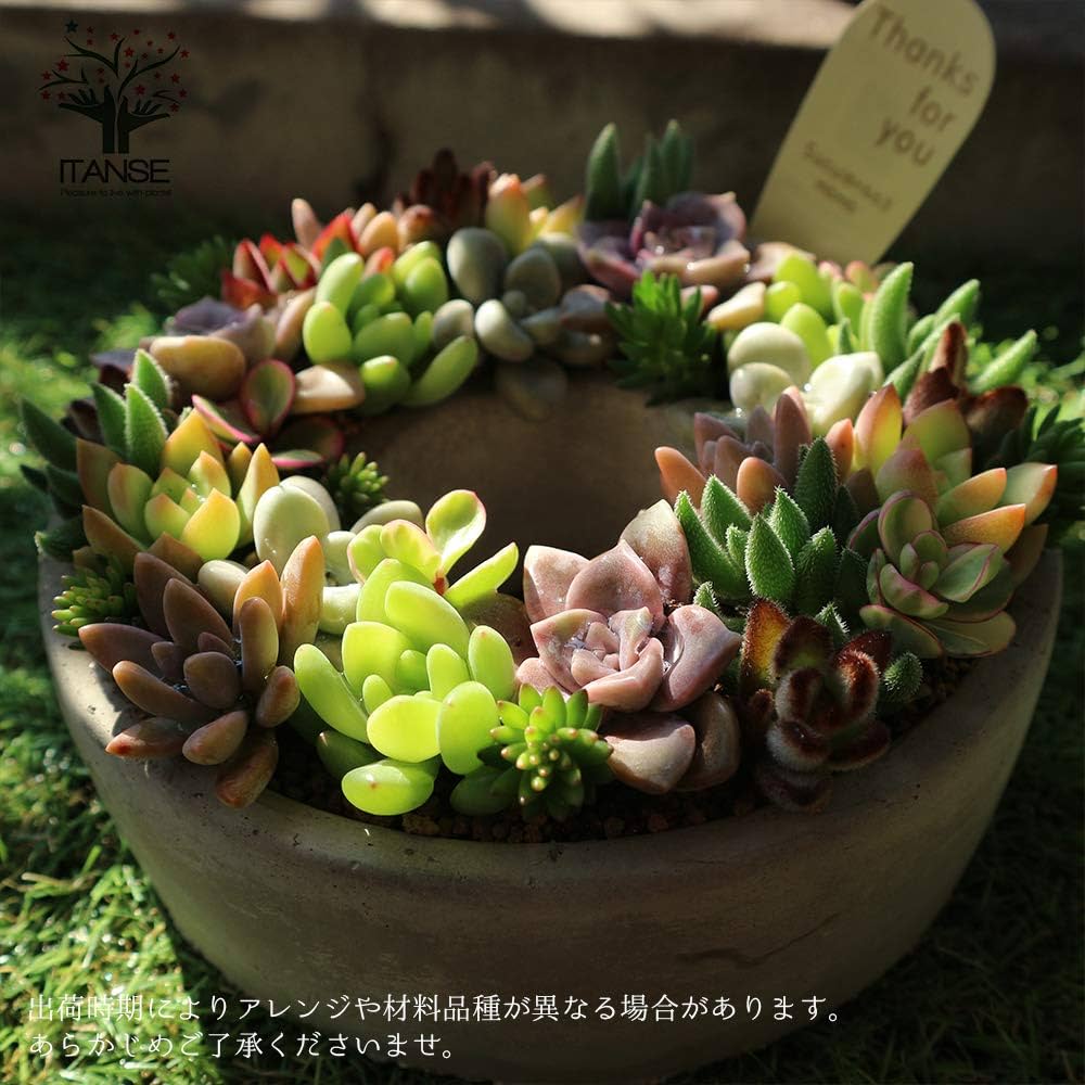 多肉植物　寄せ植え　リース　ww Amazon.co.jp: 多肉植物 寄せ植え succulent wreath M(多肉
