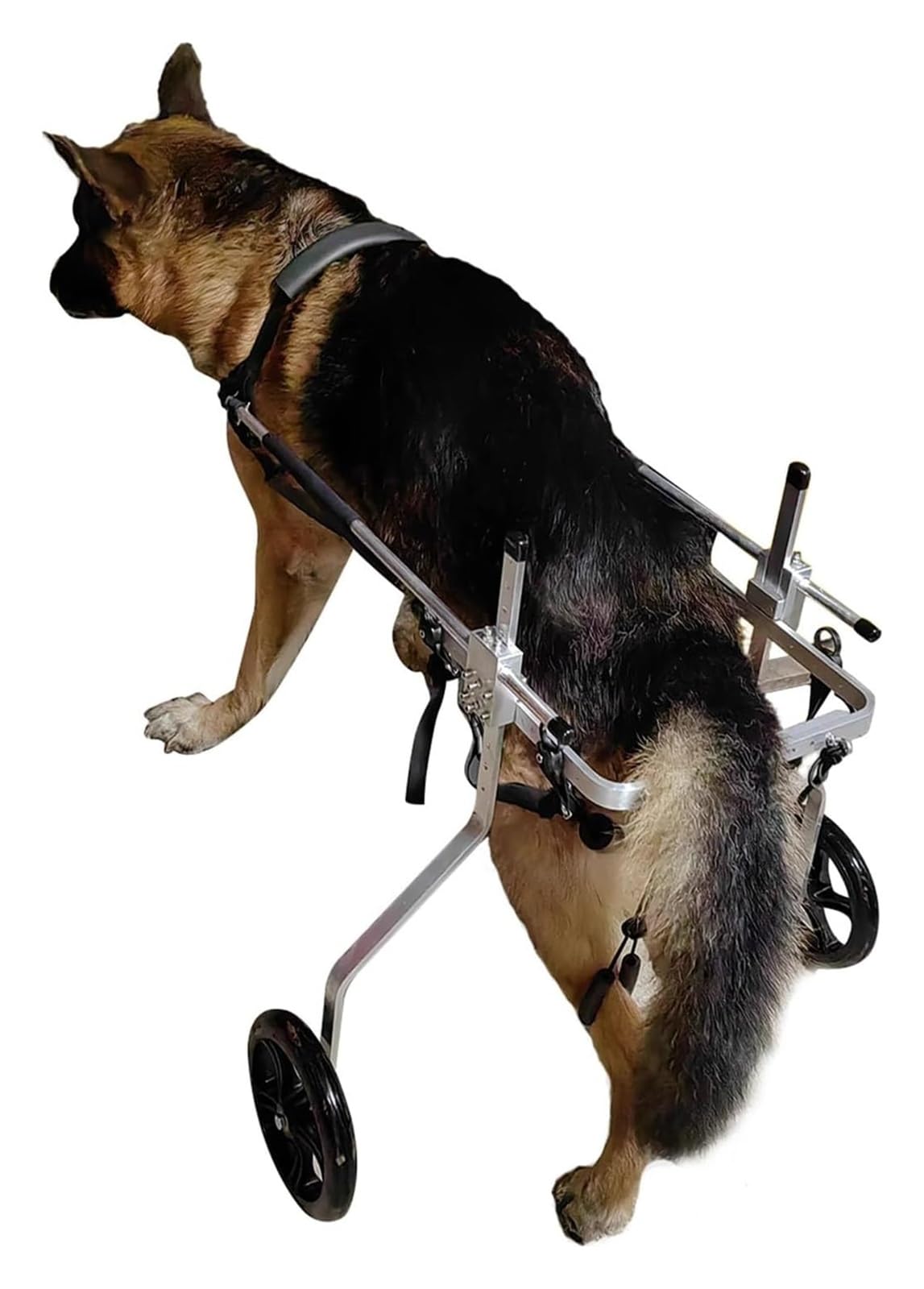 Carrello Cani Disabili, Sedia a rotelle per Cani, Deambulatore assistito a 2 Ruote for Arti Posteriori paralizzati, Carrello for la Mobilità in Alluminio(Size XXXL)