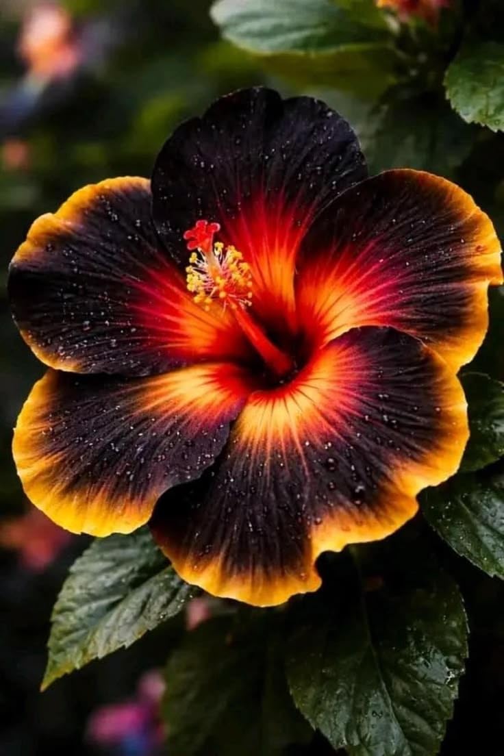 CJ plants × 4C studio コラボ鉢　XXXL Live Hybrid Hibiscus Grafted Live Plant, Rose Mallow, Multi Colour