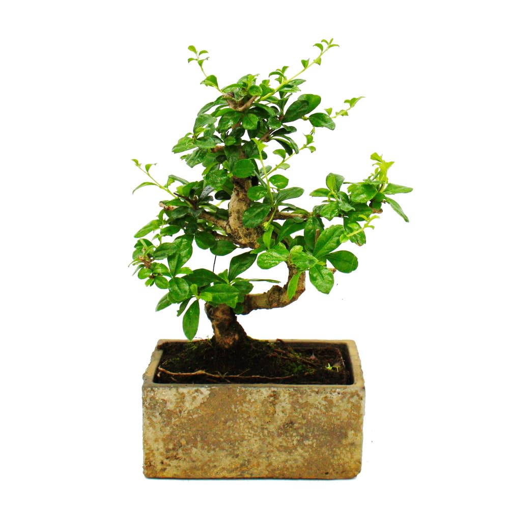 Bonsai do pokoju – nowoczesna, modna ceramika – bonsai pokojowe Carmona – 6 lat – wygląd kamienia