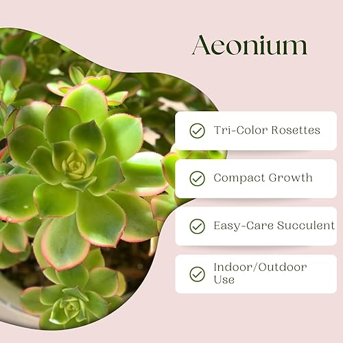 Miniatura 3 de Planta Aeonium de fácil cuidado en maceta viva de 4 pulgadas, plantas suculentas raras vivas, bien enraizadas, plantas de interior de fácil cuidado
