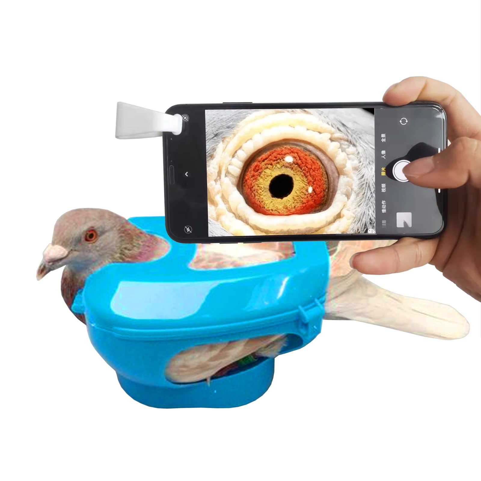 Pigeon Eye Pigeon Health Pigeon Pedigree Racing Pigeon Magnifying Glass
