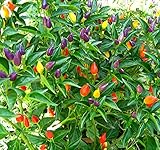 Hot Chili Pfeffer NuMex Twilight - Pepper - sehr ertragreich - 10 Samen