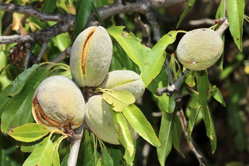 Kath badam plant | Dri fruit plant | 1 Live green plant (B0DBDLQRHY) Amazon Price History, Amazon Price Tracker