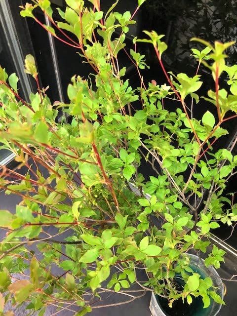 Amazon｜生花 切花 ドウダンツツジ（70～100cm丈） 1本 （同時購入