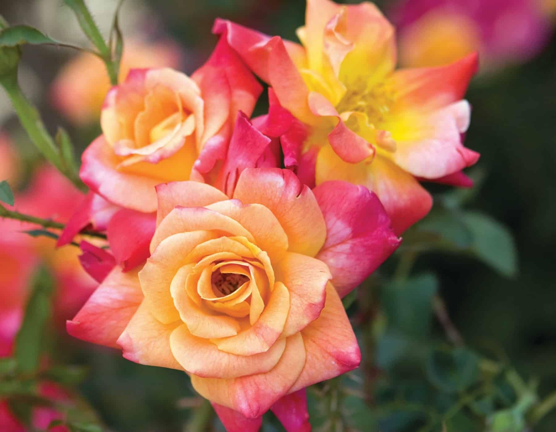 Joseph's Coat Climbing Rose