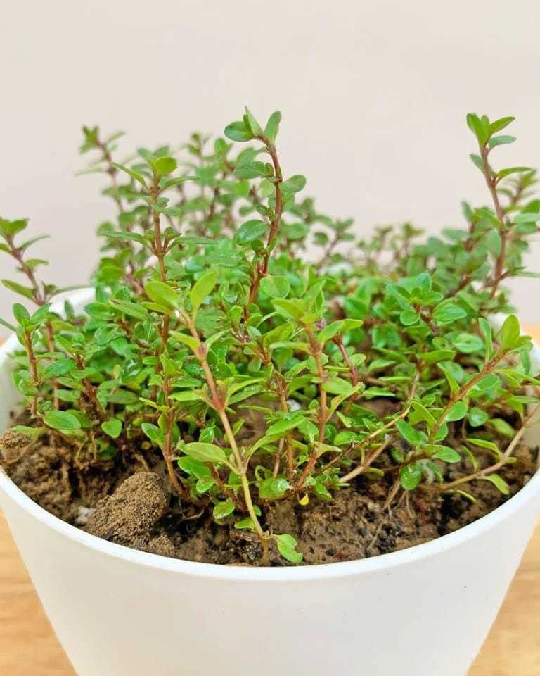 The Entacloo Thyme Herb Plant (KJ434) (B0BND5HBHH) Amazon Price History, Amazon Price Tracker
