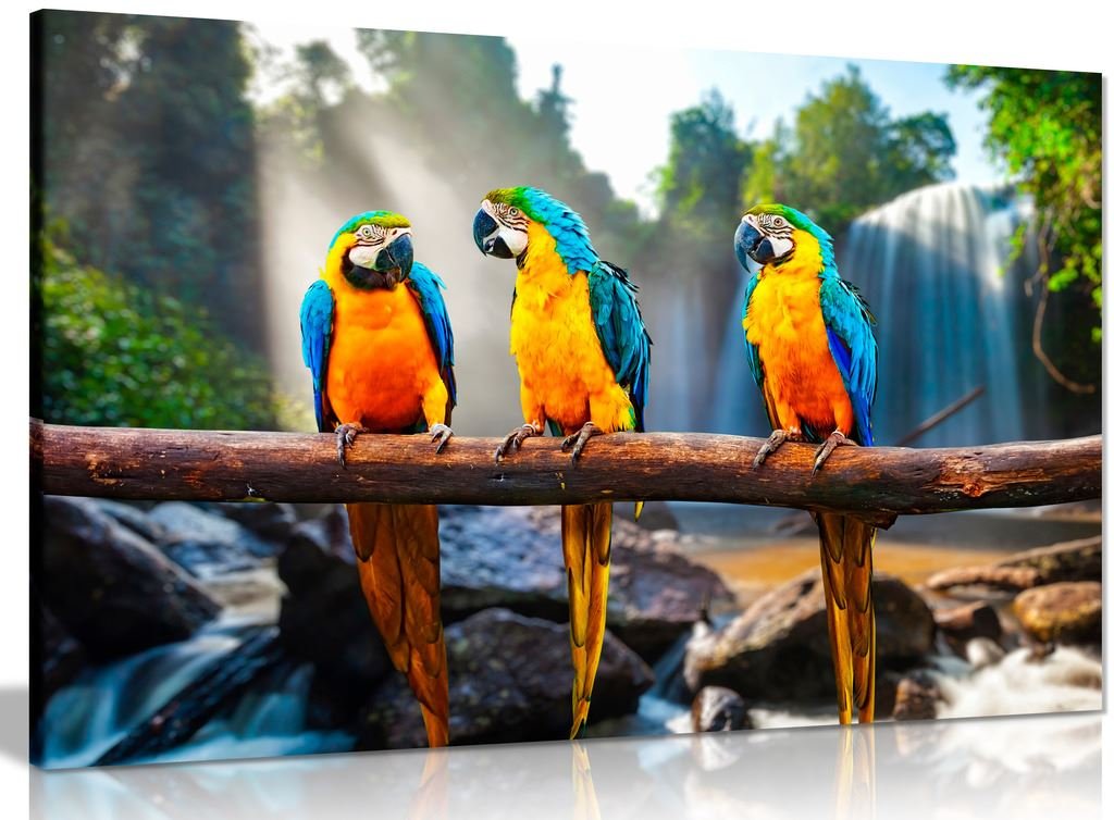 Panther Print Brown Colourful Parrots Macaws Canvas Wall Art Picture Print (24X16in)