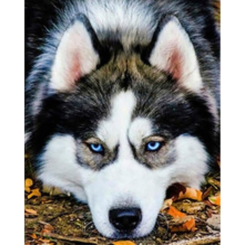 GWYDYB Pittura diamante 5D fai da te con kit di numeri Husky siberiano Punto croce Diamanti Ricamo Mosaico Animali Immagini a parete Regalo Decorazioni per la casa