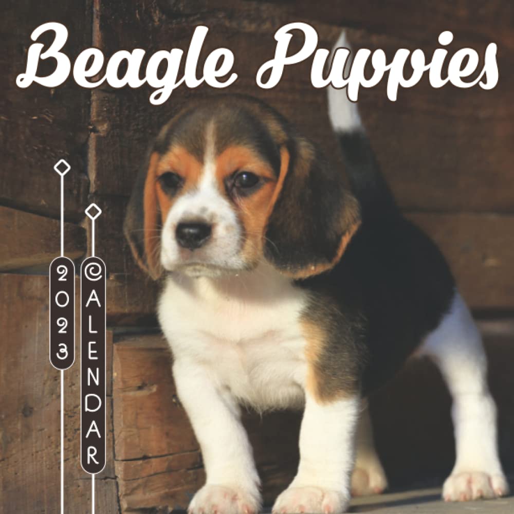 Buy Beagle Puppies 2023 A Beautiful Photo from July 2022 to December