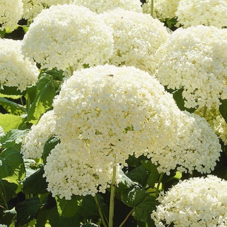 Hydrangea arborescens ‘Annabelle’ | Large White Garden Flower Heads | Outdoor Garden Hardy Plant | Easy to Grow | RHS Award of Garden Merit | Ready to Plant Out | Middleton Nurseries | (P9(9cm))