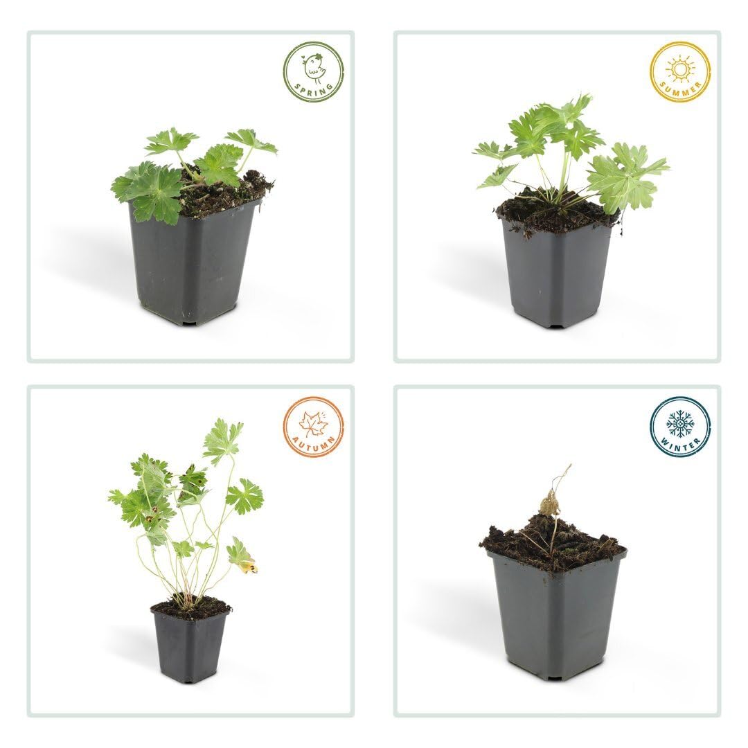 Plants by Frank Geranium Rozanne, 12x Storchschnabel Pflanzen, Ø 9 cm