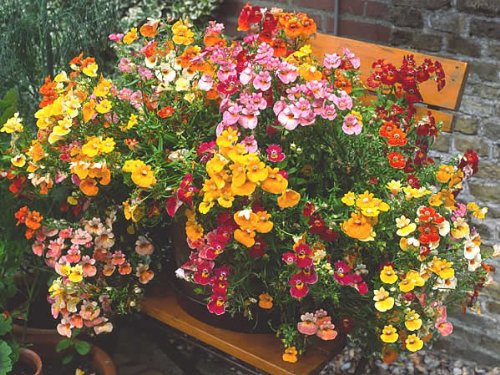 50 Carnival Mix NEMESIA Strumosa Flower Seeds Mixed ColorsComb S/H