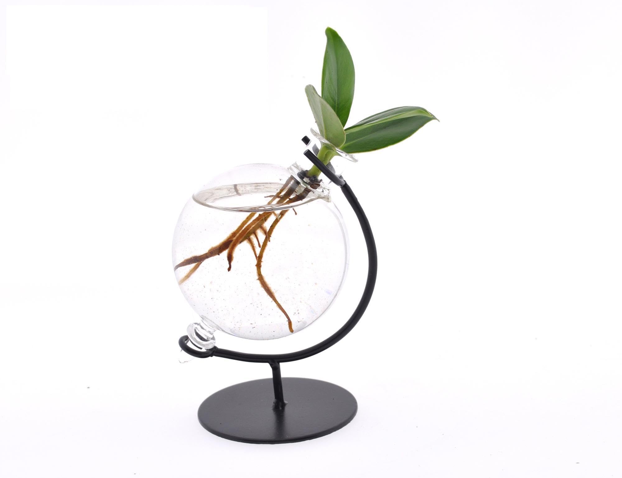 Clusia in Vaso di Vetro Victoria, Pianta da Interno, Verde, Ø5cm H10cm