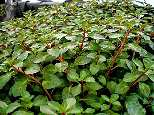 Ludwigia mullertii x1 bunch - Live aquarium plant