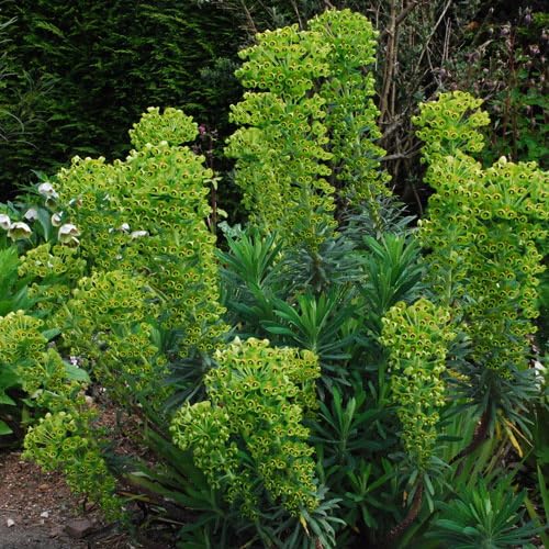 Plant World Seeds - Euphorbia Characias Characias Seeds (Perennial Flower Seeds)