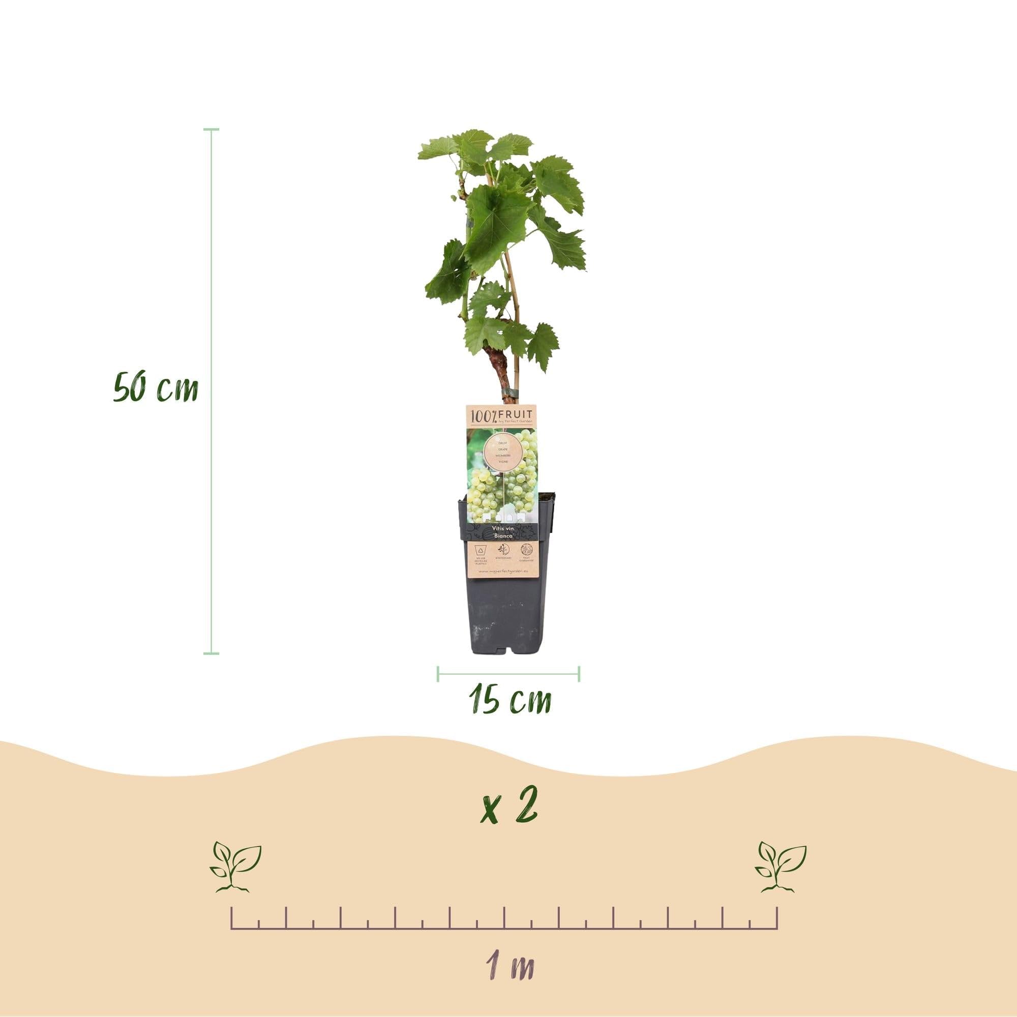 Winorośl Vitis vinifera 'Bianca' – białe winogrona – 2 rośliny – Ø 15 cm – wysokość ok. 50 cm – słodkie winogrona stołowe – łatwa w pielęgnacji roślina owocowa do ogrodu i na balkon – bogata w