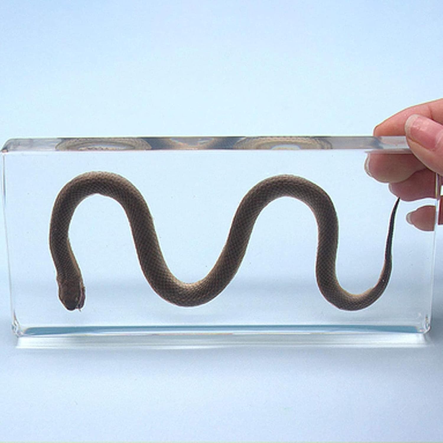 Real Insect Specimen In Crystal Clear Resin,Animal Taxidermy Science ...