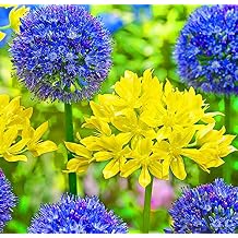 3 Yellow Moly Jeannie Allium Blooming Sized Bulbs