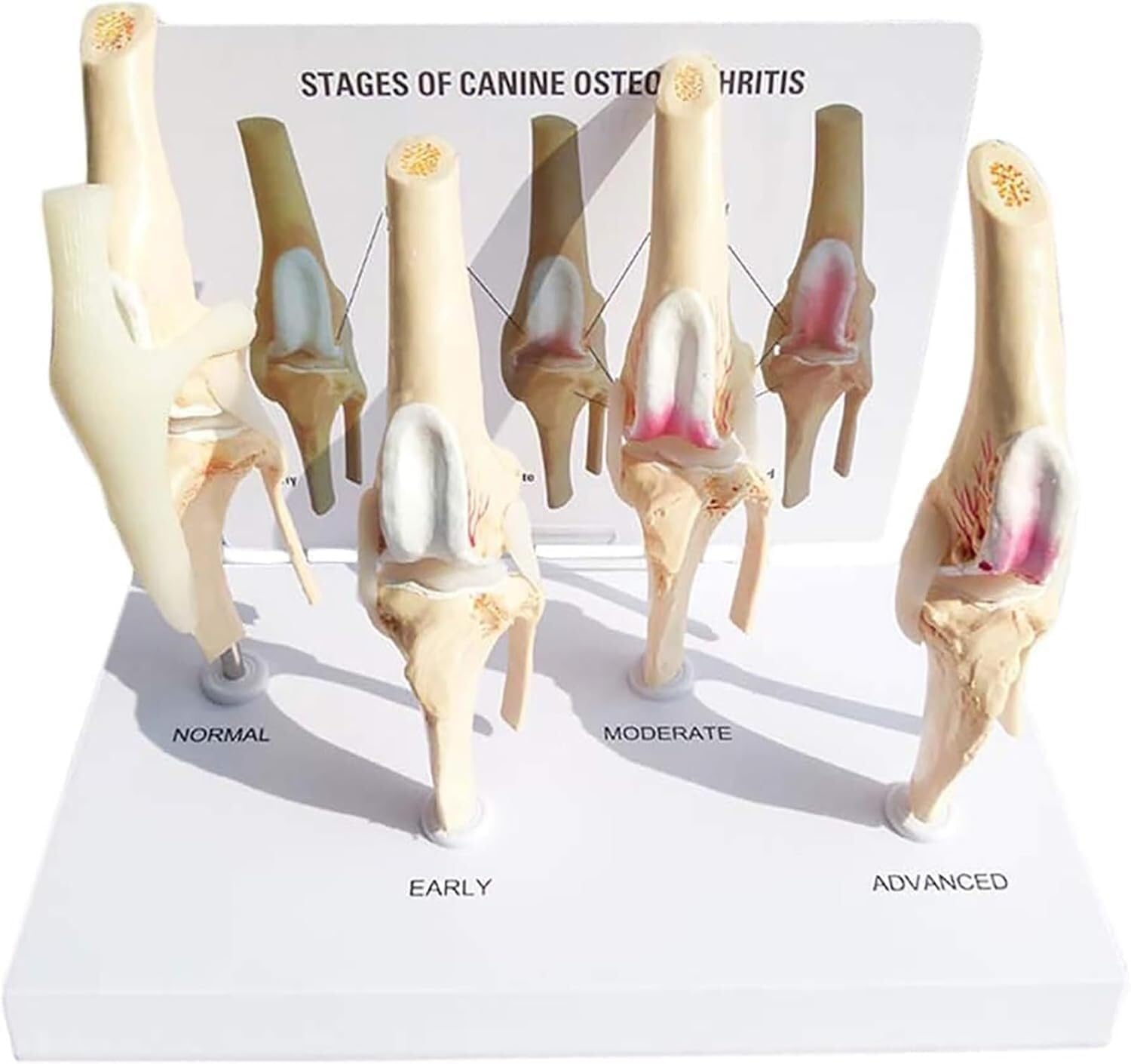 Litelogy Anatomical Canine Knee Joint Model Medical Anatomy Skeleton, Dog Joint Model Anatomy Replica for Doctors Office Educational Tool, Medical Teaching Learning