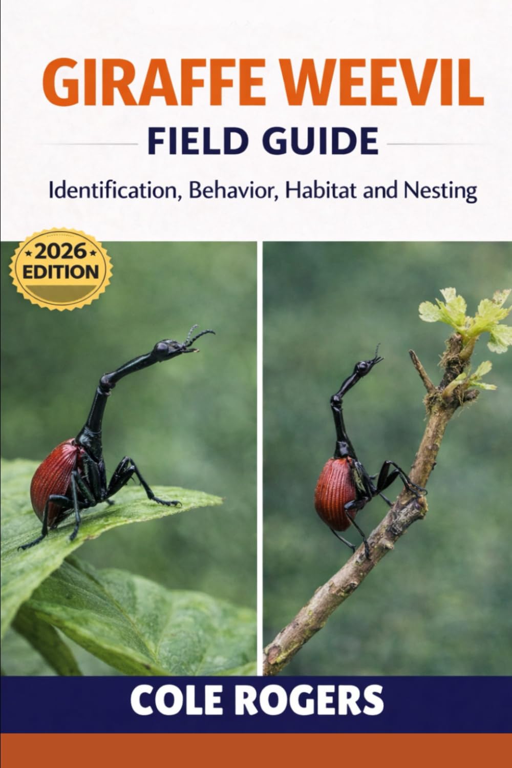GIRAFFE WEEVIL: Identification, Behavior, Habitat, and Nesting
