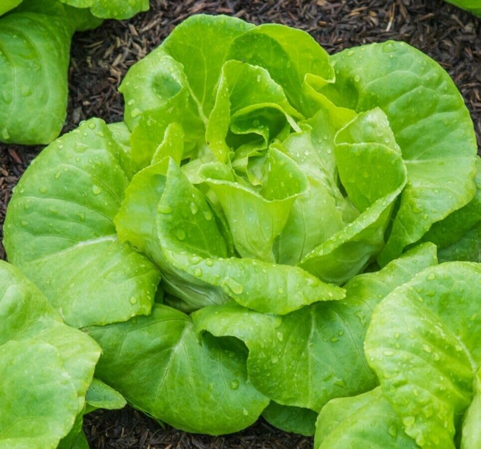 Buy4seeds 900 Seeds Lettuce All Year Round Seeds Butterhead Easy to Grow Garden
