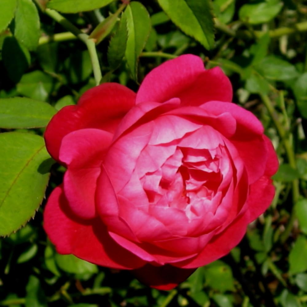 Amazon.com : Rose Bush Live Plant, Rose Plant Live for Planting, 5