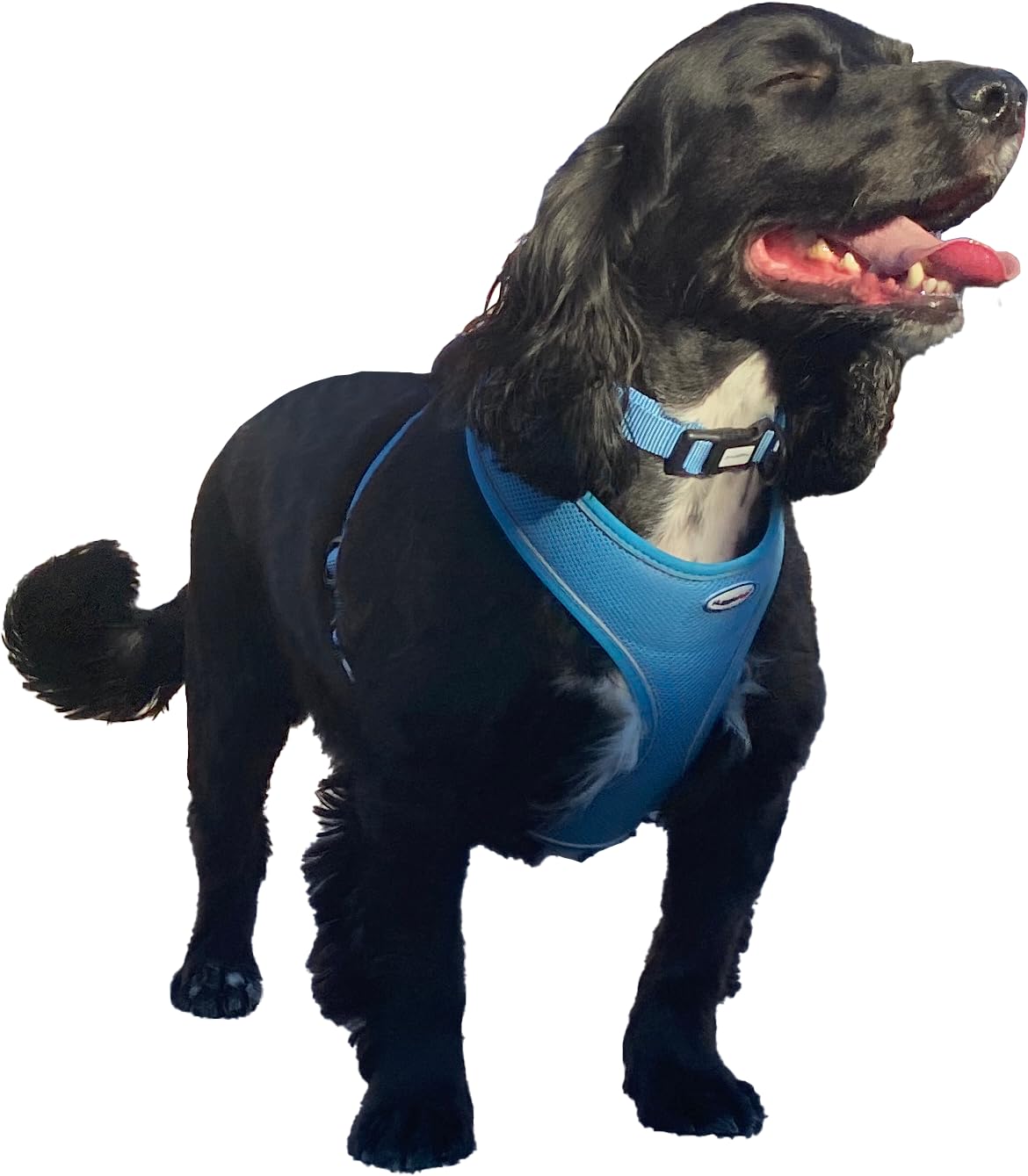 Imbracatura Per Cani Riflettente - Senza Tirare, Sicura Di Notte | OEM - Foto 14