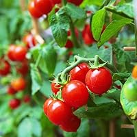 Vista 6 de MOCCUROD 100 Seeds Indoor Cherry Tomato Dwarf Red and Yellow Tomato Rare Vegetable Heirloom Seeds