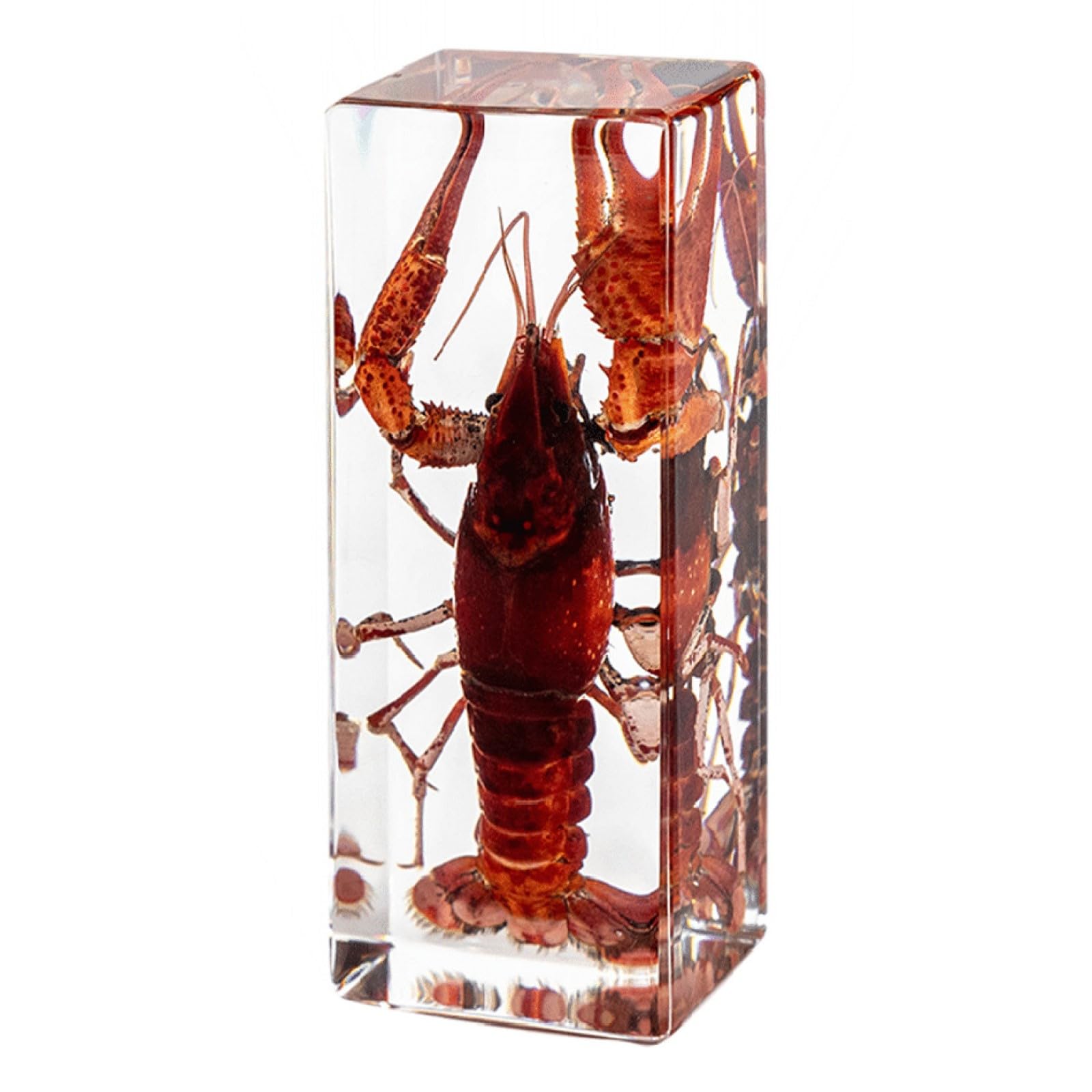 DRXRD Specimen in Resin, Transparent Bug Taxidermy, Amber Insect Decor, for Science Classroom Science Education, Collection and Paperweights Lobster