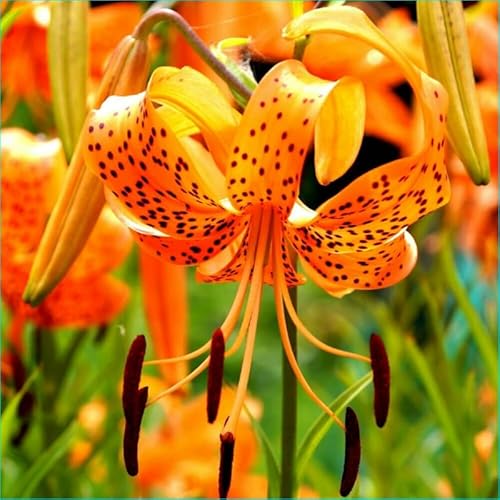 10 Turks Cap Lily Bulbs, Tiger Lily Bulbs with Vibrant