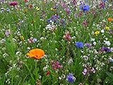 Blumenwiese als Wildkräuter Mischung fünfjährige Bienenweide, insektenfreundlicher Garten mehrjährige winterharte Blühwiese für Bienen Hummeln und Schmetterlinge, Geschenk Geburtstag Einzug (25qm)