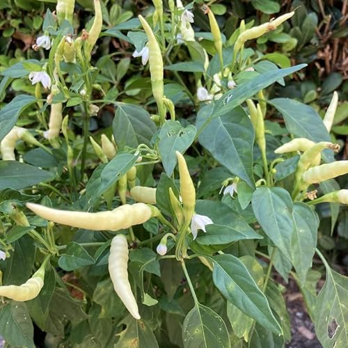 Bushy White Thai Pepper Seeds, 10 Pepper Seeds for Planting Garden