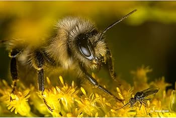 Amazon.co.jp: TTArtisan 40mm f/2.8 MACRO マイクロフォーサーズ 単