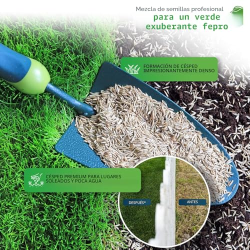 Semillas de césped resistentes a la sequía y de germinación rápida para 200 m² 4