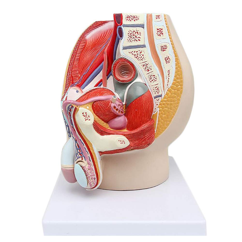 Male Pelvis Model Male Reproductive and Urnary System Model Male Genital Anatomy Model, Life Size, 4-Parts,Medical Models & Educational Materials