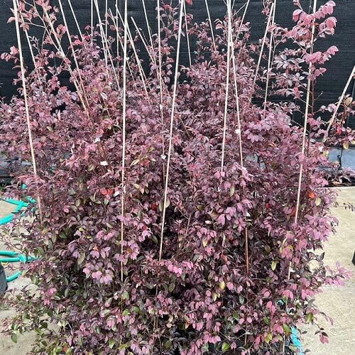 レッド】 植木業販トキワマンサク（赤葉赤花）樹高1.2m前後18cmポット