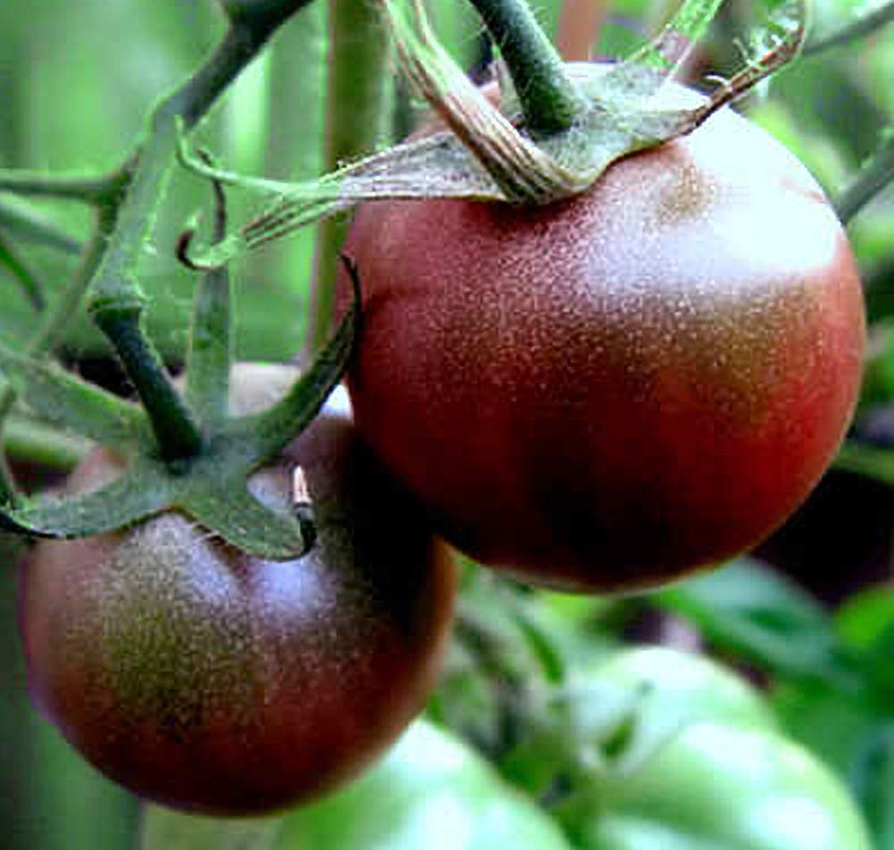 Seed Kingdom Black Cherry Tomato Seeds