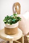 Dahey Small Cotton Rope Plant Basket Woven Plant Coiled Basket for Up to 7" Planter, Decorative Flower Pot Cover Closet Storage Bin Table Desk Organizer for Home Decor, Beige