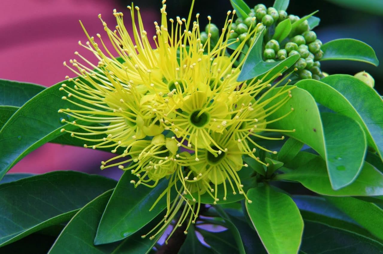 Green Colections First Love Xanthostemon Chrysanthus | Yellow Natural Live "Air Purifying Plant" | Pack of 2 Healthy Live Plant | Indoor & Outdoor with Nursery Growers Bag (B0D3M2F72C) Amazon Price History, Amazon Price Tracker