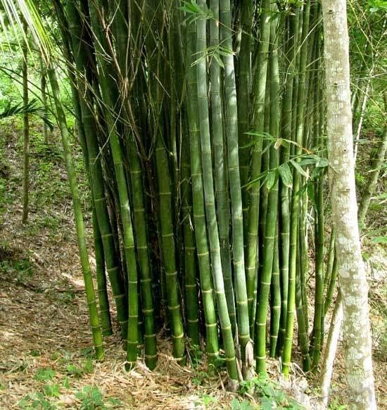 EverSneh Live Real Desi Lucky Bamboo/Bambusa Live Tree Plant For Gardening Area With Plastic Pot 4 Inch Size (B0BDMK3NW4) Amazon Price History, Amazon Price Tracker